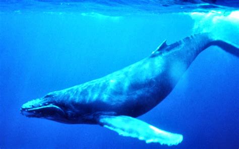 Blue Whale Photos « Photos World