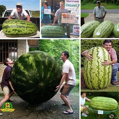 Super Giant Watermelon Seeds | Watermelon seeds, Fruit seeds, Watermelon