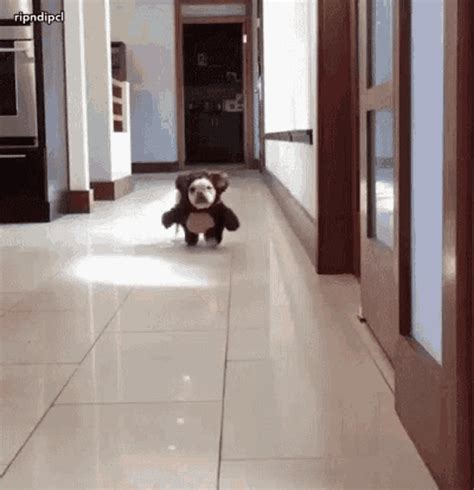 Funny Dog Running GIF - FunnyDog Running Cute - Discover & Share GIFs