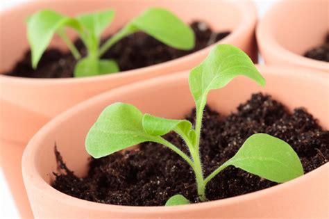 Starting Petunia Seed Plants - Tips For Growing Petunias From Seed | Gardening Know How