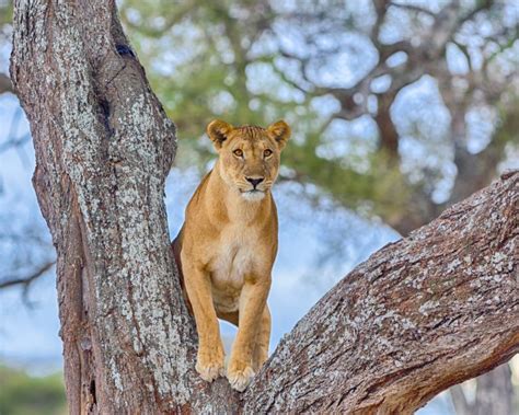 Tarangire Wildlife Guide: What Animals Can You See in Tarangire?