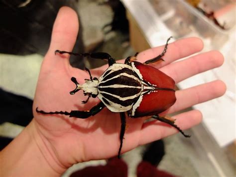 Goliathus goliatus - Goliath Beetle / Goliathkäfer | Riesige tiere ...