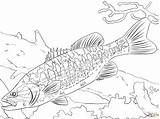 Walleye Coloring Page At GetColoringscom  Free Printable Colorings sketch template