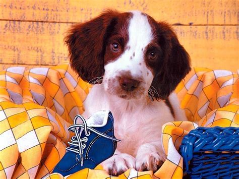 Cute Dog Wallpaper - Dogs Wallpaper (13936283) - Fanpop