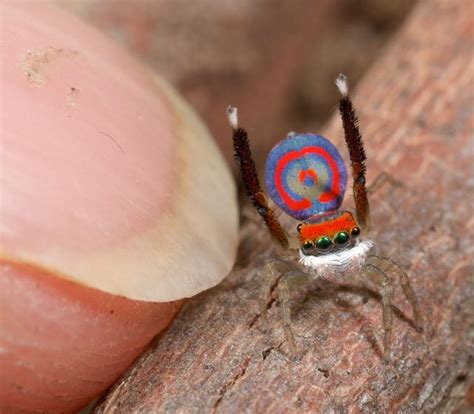 To attract a mate, the male Peacock Spider (Maratus volans) performs a ...