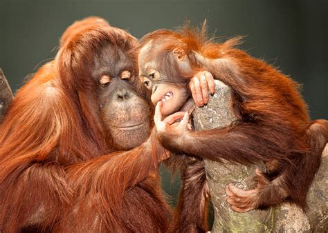 Orangutan Full Hd Wallpapers