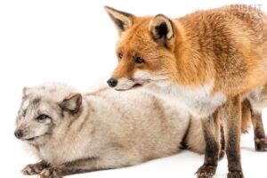 Fox Predators: What Eats Foxes? (15 Natural Enemies)