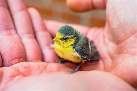 Baby Bird Care: What to Do If You Find a Baby Bird in Need - A-Z Animals