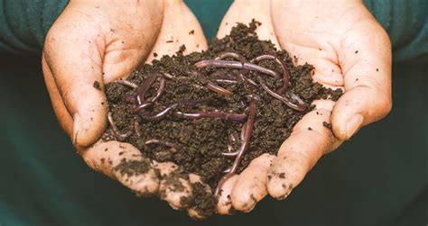 How To Use A Compost Bin (Beginner’s Step-By-Step Guide)