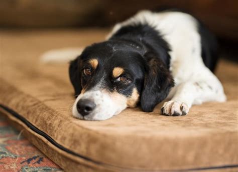 Can Gastroenteritis Kill Dogs? – Pet Help Reviews UK