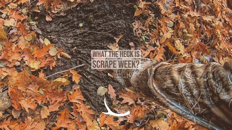 Hunting deer scrapes and rub lines | Whitetail scrape week – The Okayest Hunter