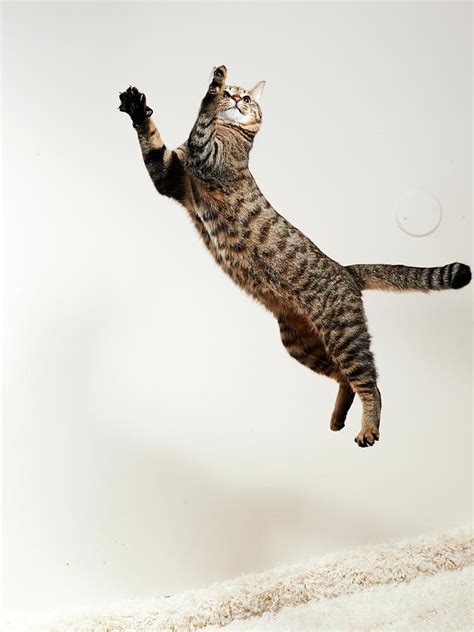 Cat Jumping Photograph by Akimasa Harada - Fine Art America