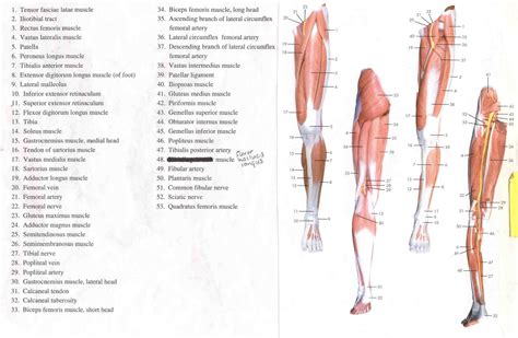 Human Leg Bone Structure - Human Anatomy Details
