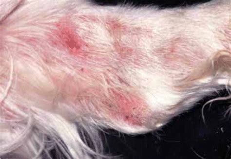 Do Dogs Have Scabies