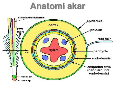 TRENDING TOPICS: ANATOMI AKAR