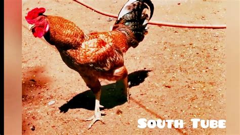 Seval koovuthu / Biggest rooster 🐓 in tamilnadu l Seval koli making ...