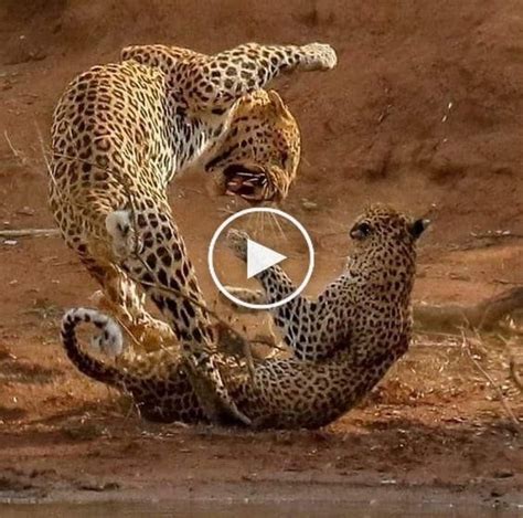 Jaguar Animal Vs Leopard / Pin on Animals - Jags kind of have that african lion arrogance.