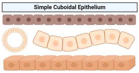 Simple cuboidal epithelium- structure, functions, examples