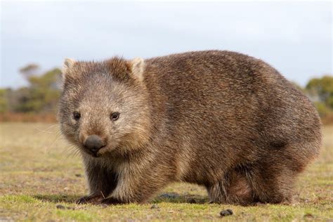 WOMBAT - Types, caractéristiques, habitat et curiosités