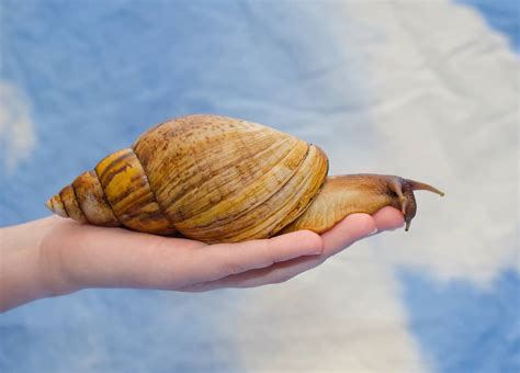 Giant Snails in Florida: Where They Came from and Risks They Pose - A-Z Animals