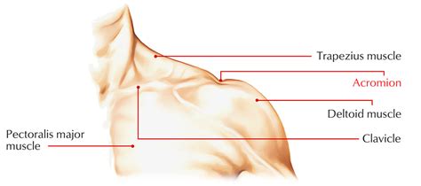 Acromion Process – Earth's Lab