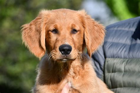 Field Golden Retriever Puppies California - Field Golden Retriever Vs ...