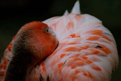 Close Up Photo of a Flamingo · Free Stock Photo