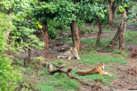 Sariska Tiger Reserve - Tourist Places & Top Things to Do in 2024