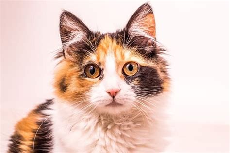 Calico Cats With Blue Eyes (The 8th Wonder Of The World?) - PetsBeam.com