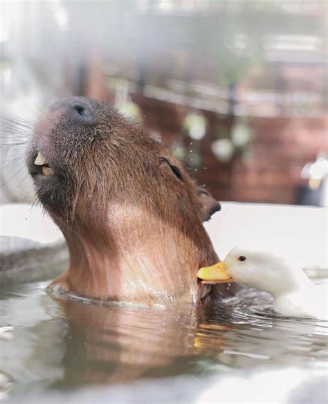 There's An Adorable Capybara Café In Taipei Where You Can Pet And Feed Them