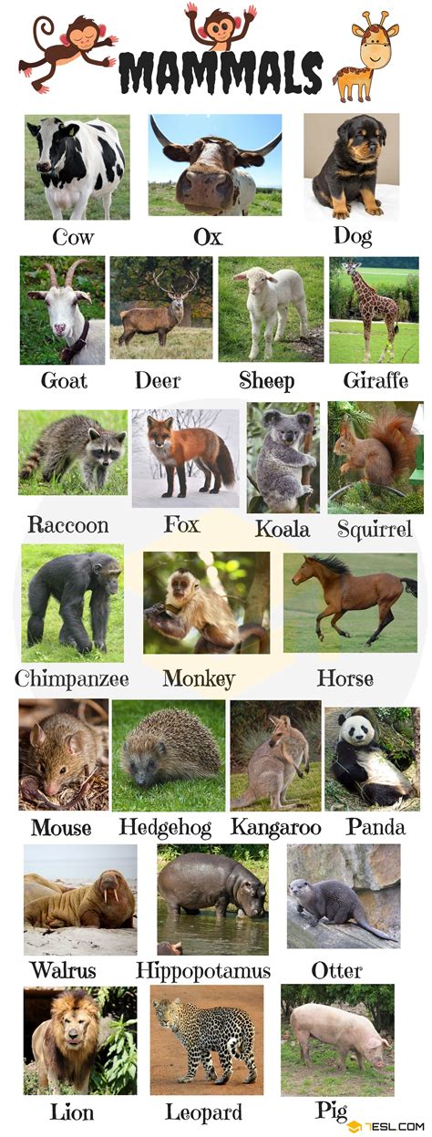 Animal Names | Types of Animals | List of Animals • 7ESL | English ...