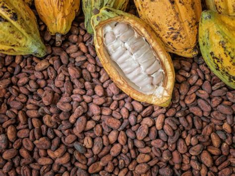 Need to revive declining cocoa industry - The Nation Newspaper