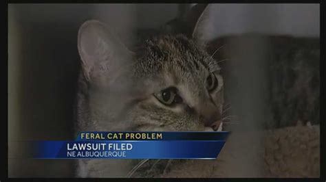 Feral cat return program met with lawsuit