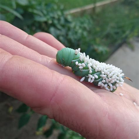 Braconidae (wasp) larvae eating this hookworm caterpillar alive! : natureismetal