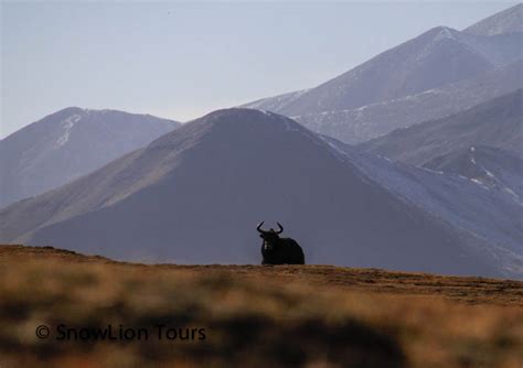 Tibet Wild Animal | Wildlife Tours in Tibet | SnowLion Tours