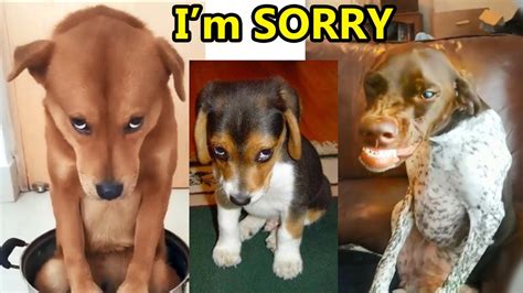 Guilty DOG Face Reactions - 1Funny.com