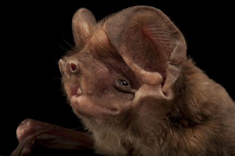 A critically endangered Florida bonneted bat (Eumops floridanus). - Florida Bonneted Bat