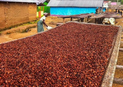 Cacao Beans Fermentation