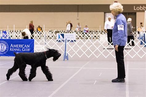 Obedience – American Kennel Club