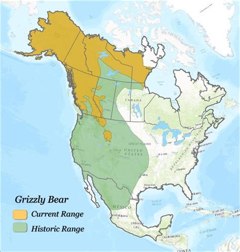 Timeline: A History Of Grizzly Bear Recovery In The Lower 48 States | YPR