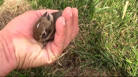 Are Wild Rabbits Like Birds With Their Nests - unique rare bird