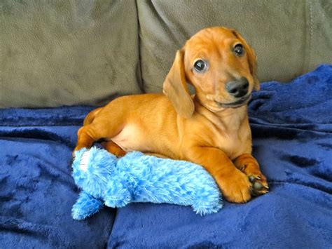 Wiener Dog Puppies, Dogs And Puppies, Doxie, Happy Animals, Cute ...