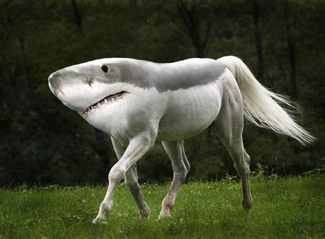 39 Unexpected Animal Hybrids That Would Be Hilarious In Real Life ...