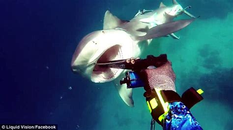 Heart-stopping footage from Great Barrier Reef shows diver attacked by killer bull shark | Daily ...