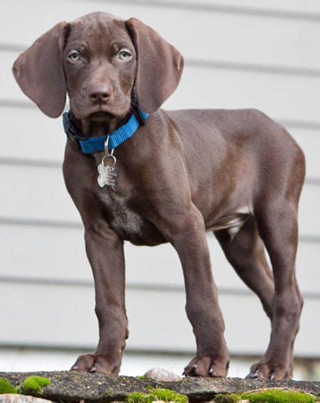 Weimaraner German Shepherd Mix