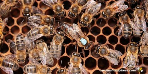 Queen Bee Facts: Marvels of Colony Life - Carolina Honeybees