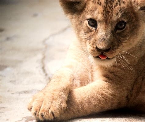 Lion cub - Lion cubs Photo (33319741) - Fanpop