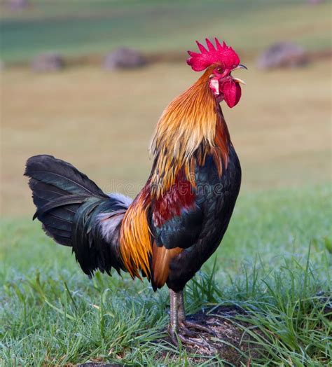 Singing Rooster Royalty Free Stock Image - Image: 27770536