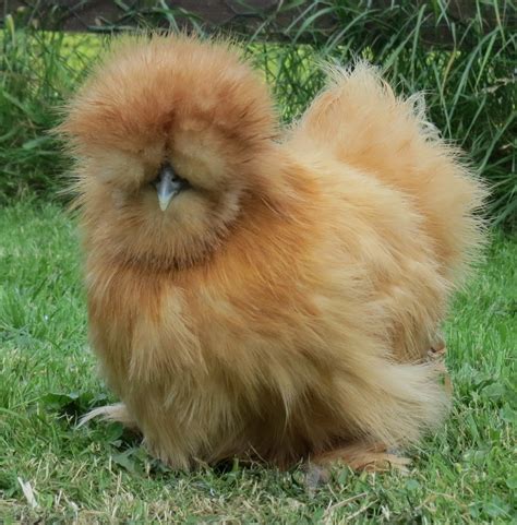 Buff Silkie Chicken