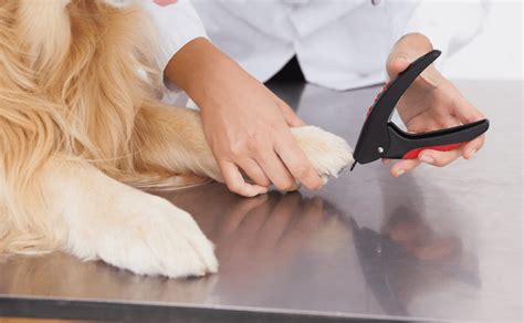 A Stress Free Way to Trim Your Dog’s Nails - Canine Campus Dog Daycare ...